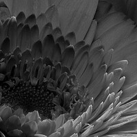 Buy canvas prints of closeup of marigold in black and white by youri Mahieu