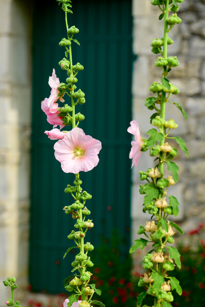 Closeup of a Hollyhock Picture Board by youri Mahieu