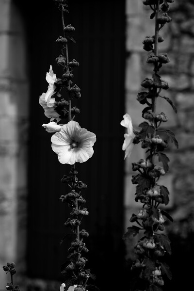 Closeup of a Hollyhock in black & white Picture Board by youri Mahieu