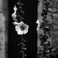 Buy canvas prints of Closeup of a Hollyhock in black & white by youri Mahieu
