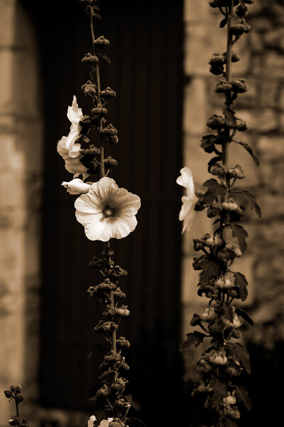 Closeup of a Hollyhock in sepia Picture Board by youri Mahieu