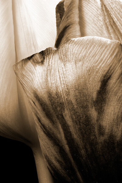 closeup of two tulips in sepia Picture Board by youri Mahieu