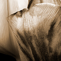 Buy canvas prints of closeup of two tulips in sepia by youri Mahieu