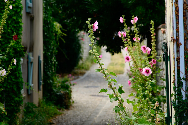 small alley with hollyhock Picture Board by youri Mahieu