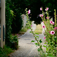 Buy canvas prints of small alley with hollyhock by youri Mahieu