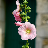 Buy canvas prints of Closeup of a Hollyhock by youri Mahieu