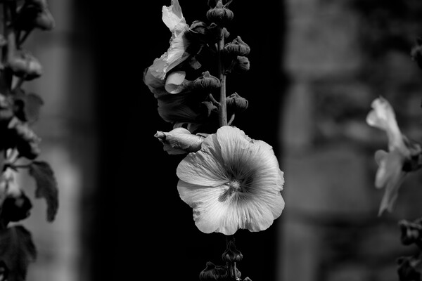 Closeup of a Hollyhock in black and white Picture Board by youri Mahieu