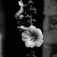 Buy canvas prints of Closeup of a Hollyhock in black and white by youri Mahieu