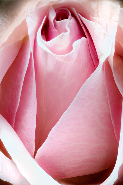 Closeup of a rose Picture Board by youri Mahieu