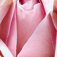 Buy canvas prints of Closeup of a rose by youri Mahieu