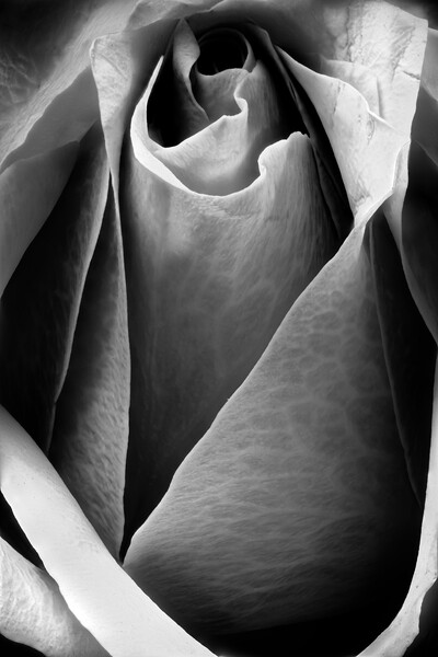 Closeup of a rose in black and white Picture Board by youri Mahieu