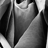 Buy canvas prints of Closeup of a rose in black and white by youri Mahieu