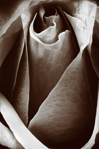 Closeup of a rose in sepia Picture Board by youri Mahieu