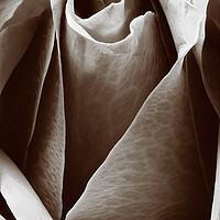 Buy canvas prints of Closeup of a rose in sepia by youri Mahieu