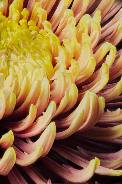 closeup of chrysanthemum morifolium Picture Board by youri Mahieu