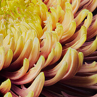 Buy canvas prints of closeup of chrysanthemum morifolium by youri Mahieu