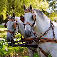 Buy canvas prints of two white horses at a carriage by youri Mahieu