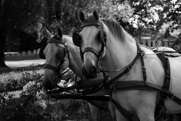 two white horses at a carriage in black and white Picture Board by youri Mahieu