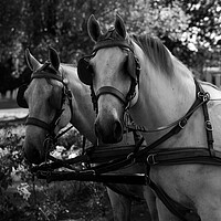 Buy canvas prints of two white horses at a carriage in black and white by youri Mahieu
