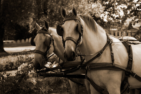 two white horses at a carriage in sepia Picture Board by youri Mahieu