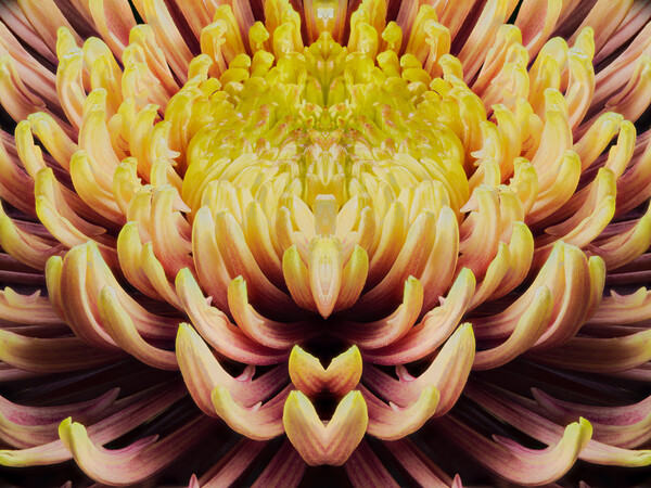 closeup mandala of chrysanthemum morifolium Picture Board by youri Mahieu