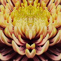 Buy canvas prints of closeup mandala of chrysanthemum morifolium by youri Mahieu