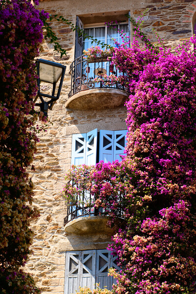 A Burst of Colored flowers in Bormes Les Mimosas Picture Board by youri Mahieu