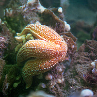 Buy canvas prints of starfish eating a mussel by youri Mahieu