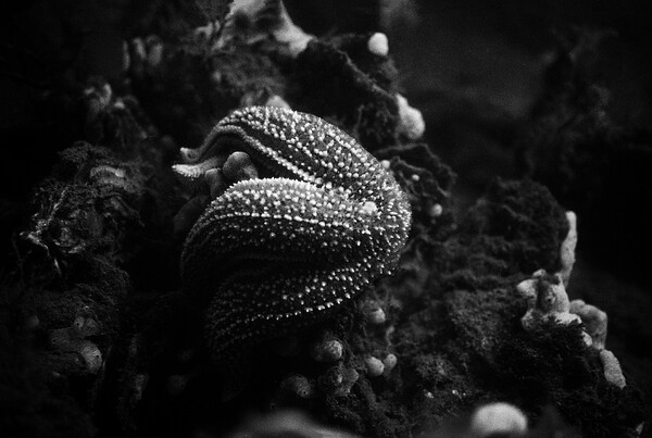 starfish eating a mussel in black and white Picture Board by youri Mahieu