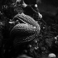 Buy canvas prints of starfish eating a mussel in black and white by youri Mahieu