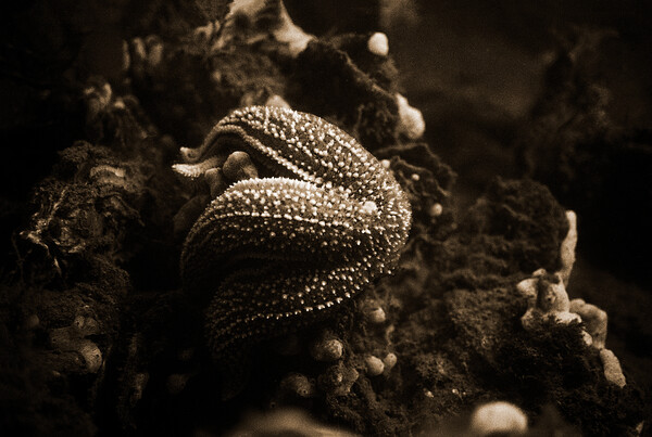 starfish eating a mussel in sepia Picture Board by youri Mahieu