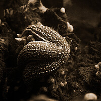Buy canvas prints of starfish eating a mussel in sepia by youri Mahieu
