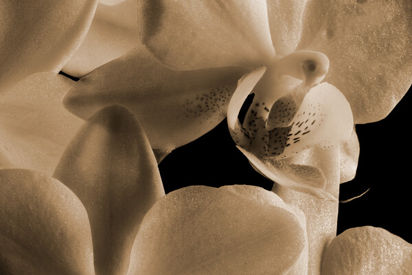 inside an orchid in sepia Picture Board by youri Mahieu