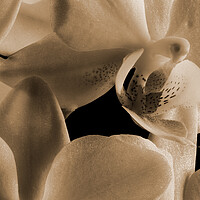 Buy canvas prints of inside an orchid in sepia by youri Mahieu
