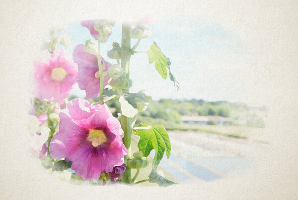 hollyhock with saltminning in watercolor Picture Board by youri Mahieu
