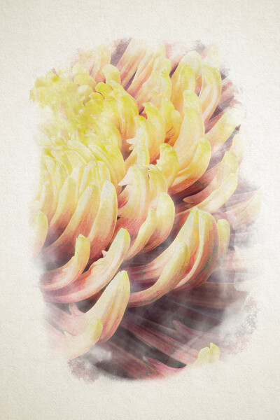 closeup of chrysanthemum morifolium in watercolor Picture Board by youri Mahieu