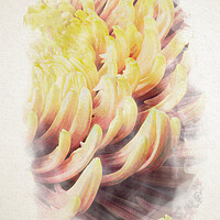 Buy canvas prints of closeup of chrysanthemum morifolium in watercolor by youri Mahieu