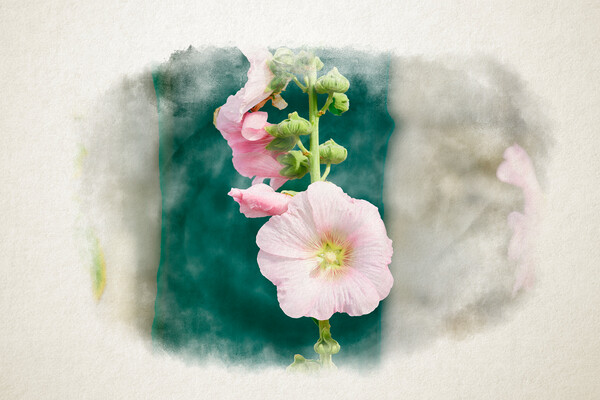 Closeup of a Hollyhock in watercolor Picture Board by youri Mahieu