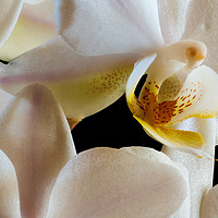 Buy canvas prints of inside an orchid by youri Mahieu