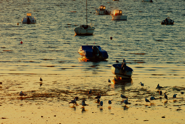 Boats parked on water in the morning sun Picture Board by youri Mahieu