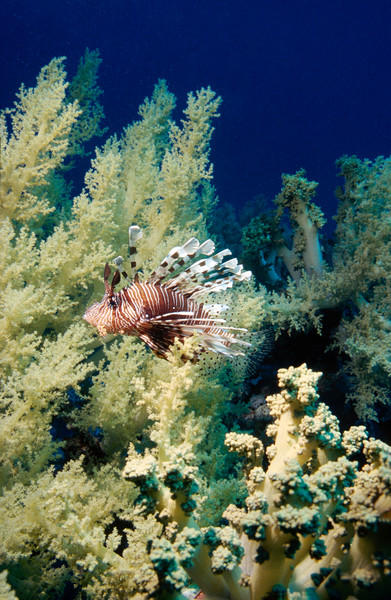 lionfish with soft coral Picture Board by youri Mahieu