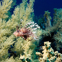 Buy canvas prints of lionfish with soft coral by youri Mahieu
