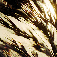 Buy canvas prints of Reed in warm sunlight by youri Mahieu