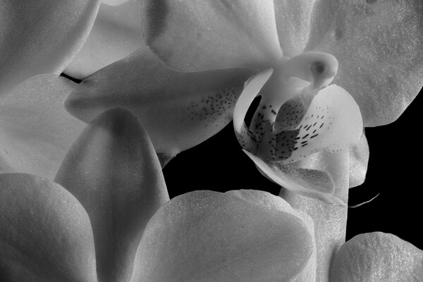 inside an orchid Picture Board by youri Mahieu