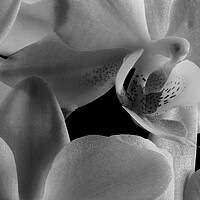 Buy canvas prints of inside an orchid by youri Mahieu