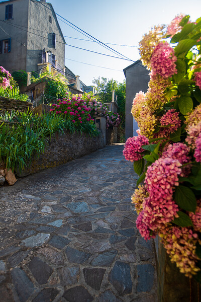 narrow flowered alley in Corsica Picture Board by youri Mahieu