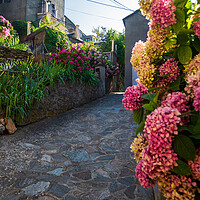 Buy canvas prints of narrow flowered alley in Corsica by youri Mahieu
