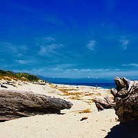 Buy canvas prints of Empty beach with driftwood, North Island, New Zeal by Mike Dale