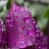 Buy canvas prints of Rain on foxgloves by Mike Dale