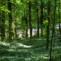 Buy canvas prints of Wild garlic in the woods by Mike Dale